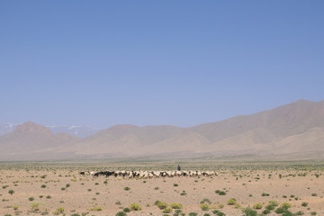 Fototapeta na wymiar Shepherd with his cattle