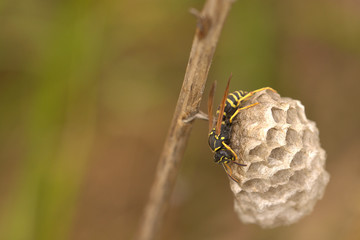 wasp nest in the green nature