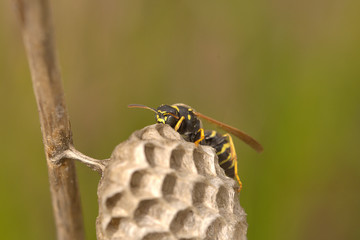 wasp nest in the nature 