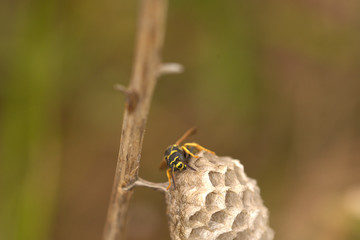 wasp nest in bavaria