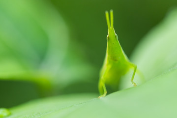 Chinese locust macro portrait