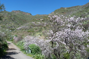 Feldweg auf Gran Canaria mit Mandelbaumblüte.