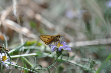 Skipper butterfly