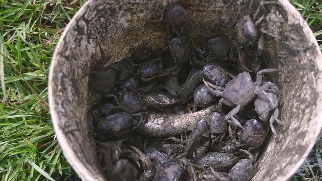 Close-up on a bucket of mud crabs caught in rice fields by a crab hunter