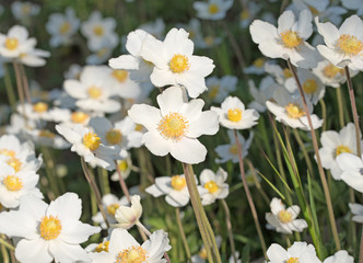 Windr&ouml;schen, Anemonen