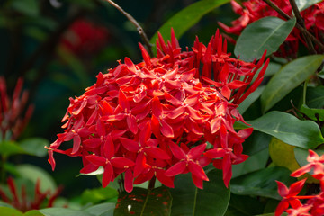 Beautiful Rea Ixora
