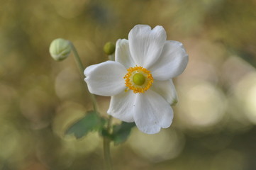 Obraz premium White flower2