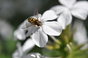 Bee