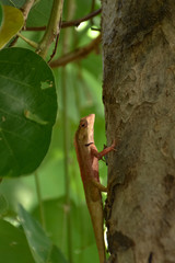 Lizard on a tree.