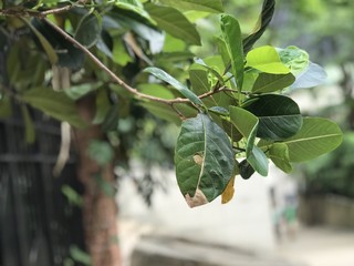 Rich species of green plants and leaves in Hong Kong. Closeup to them shows the sharp details. Shrub, herbs, vine, anything you can find in this busy city. But people do not have time to appreciate it
