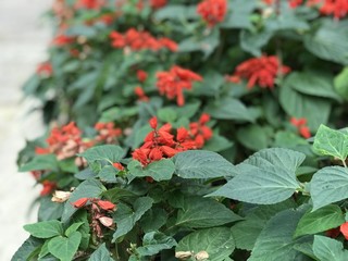 Spring in Hong Kong there is a variety of flowers blossoming. Pink, yellow, white, as colorful as you can imagine. Closeup the flowers shows the beauty of nature. Energetic and thriving.
