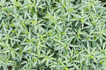 pattern and texture of pretty hedge,background green leaf