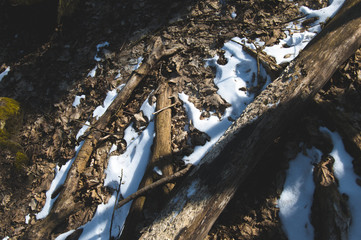 Snowy ground in the forest