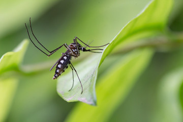 Aedes aegypti Mosquito. Close up a Mosquito Mosquito on leaf,Mosquito Vector-borne diseases,Chikungunya.Dengue fever.Rift Valley fever.Yellow fever.Zika virus.