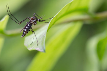 Aedes aegypti Mosquito. Close up a Mosquito Mosquito on leaf,Mosquito Vector-borne...