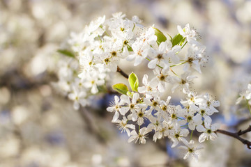 White blossoms on early spring blooming pear tree with blue sky background