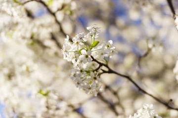 White blossoms on early spring blooming pear tree with blue sky background