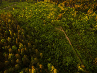 Aerial view: forest in spring at sunset