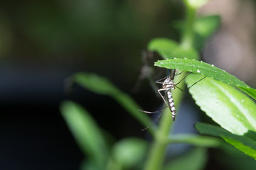 Fototapeta premium edes aegypti Mosquito. Close up a Mosquito Mosquito on leaf,Mosquito Vector-borne diseases,Chikungunya.Dengue fever.Rift Valley fever.Yellow fever.Zika virus.