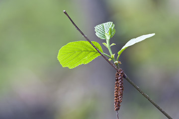Primavera en el Valle de Iruelas