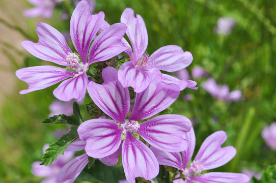 Malva Sylvestris Mallow Plant Blue Common Mallow Uncultivated And Healthy Plant Buy This Stock Photo And Explore Similar Images At Adobe Stock Adobe Stock