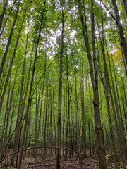 Forest for the Trees