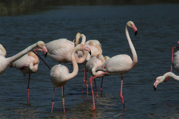 Flamant rose Phoenicopterus roseus en camargue en france