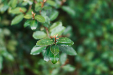 Young green leaves. Spring