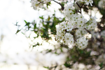 White pear flowers in spring