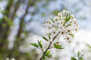 White pear flowers in spring