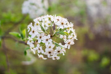 White pear flowers in spring