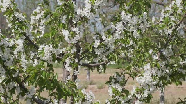 Beautiful cherry-tree is in blossom