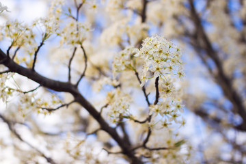 Blossoming branch pear. Bright colorful spring flowers