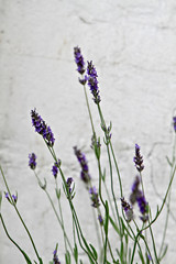 Fototapeta premium beautiful lavender flowers
