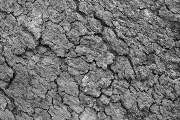 detail of a teak bark texture - monochrome background