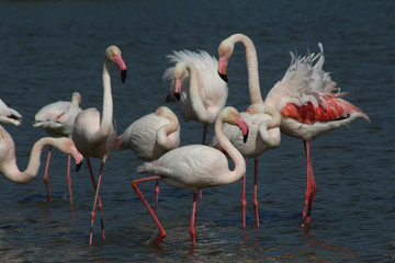 Flamant rose Phoenicopterus roseus en camargue en france