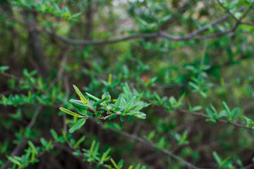 The first spring gentle leaves, buds and branches