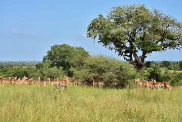 Fototapeta premium landscape winth herd of impalas in Kruger National park in South Africa