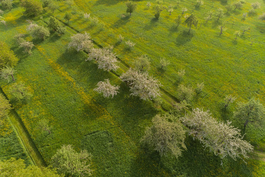 Luftaufnahme bl&uuml;henede Steuobstwiesen im Fr&uuml;hling