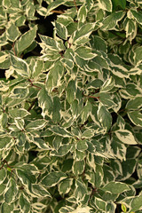 green white leaves