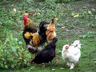 Rooster, black and white hen in the garden