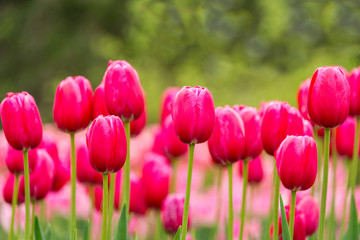 spring pink tulips in field 