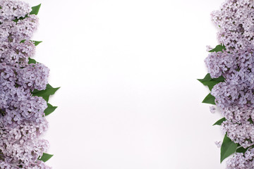 Beautiful lilac flowers with leafs on both sides of the screen. Closeup photo. Flowers isolated on white background.