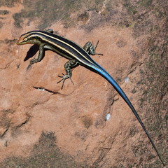 Desert plated lizard (Angolosaurus skoogi) in Kruger national park in South Africa