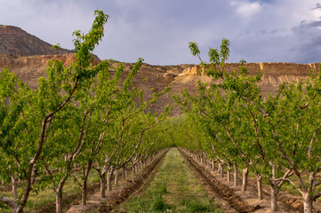 Fototapeta na wymiar Peach Orchard in Palisade Colorado