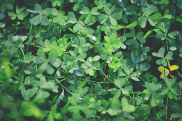 Clover leaves with drops of dew. Background of leaves.