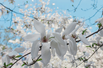 Spring floral background with white magnolia flowers 