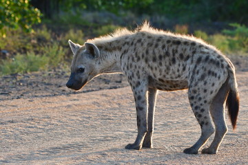 Naklejka na ściany i meble spotted hyaena after fight with wild dogs,Kruger National park in South Africa