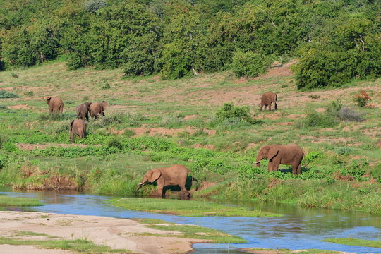 grazing of elephants in river Letaba,Kruger National park in South Africa