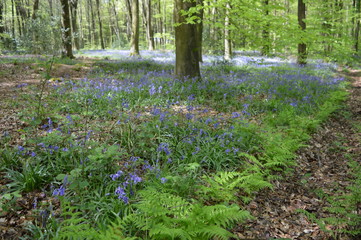 A Forest of Bluebells - English Spring